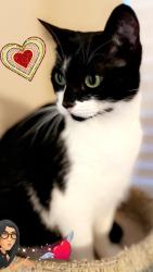 Lost Female Cat last seen Near harbor town drive, Houston, TX 77036