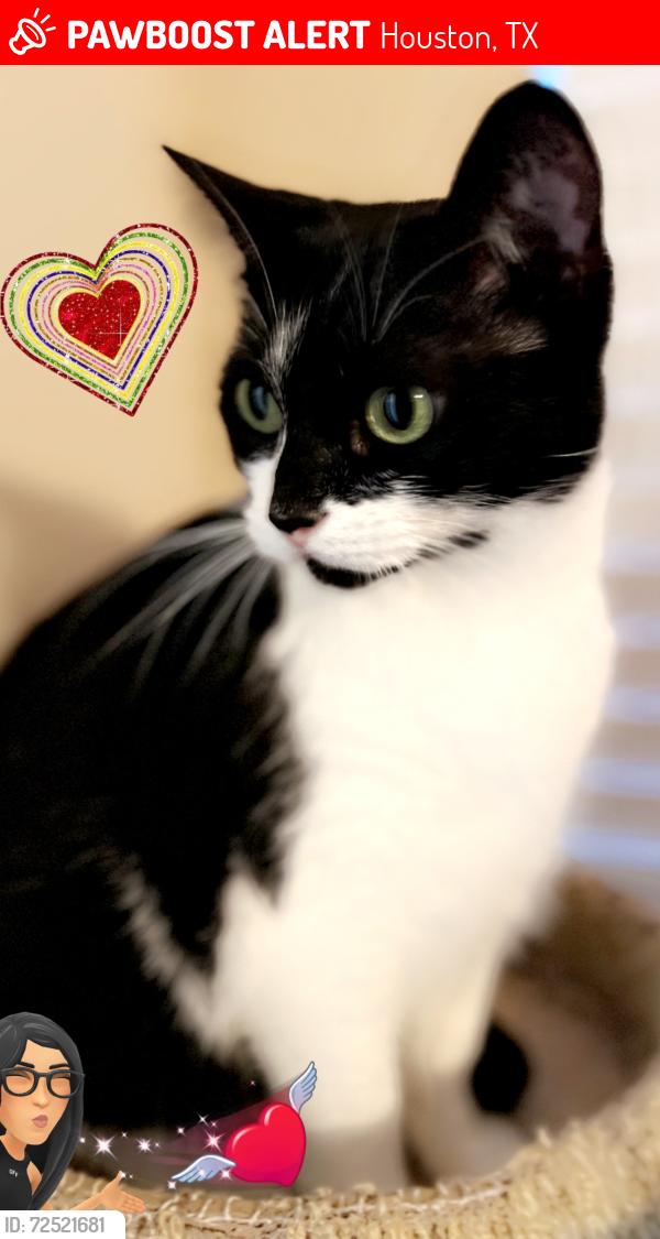 Lost Female Cat last seen Near harbor town drive, Houston, TX 77036
