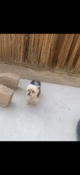 Lost Male Dog last seen Woodcreek trail, rice rd, Winchester, CA 92596