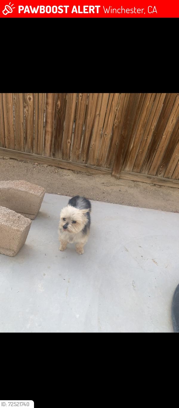 Lost Male Dog last seen Woodcreek trail, rice rd, Winchester, CA 92596