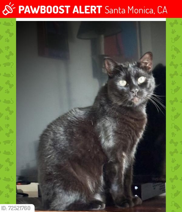 Lost Male Cat last seen 5th and Washington avenue, Santa Monica, CA 90403