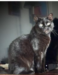 Lost Male Cat last seen 5th and Washington avenue, Santa Monica, CA 90403