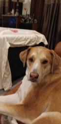 Lost Female Dog last seen Oates and shiloh, Dallas, TX 75228