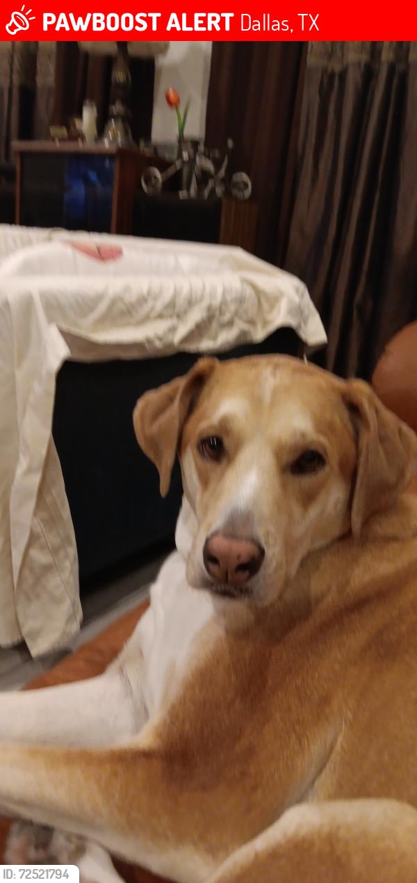 Lost Female Dog last seen Oates and shiloh, Dallas, TX 75228