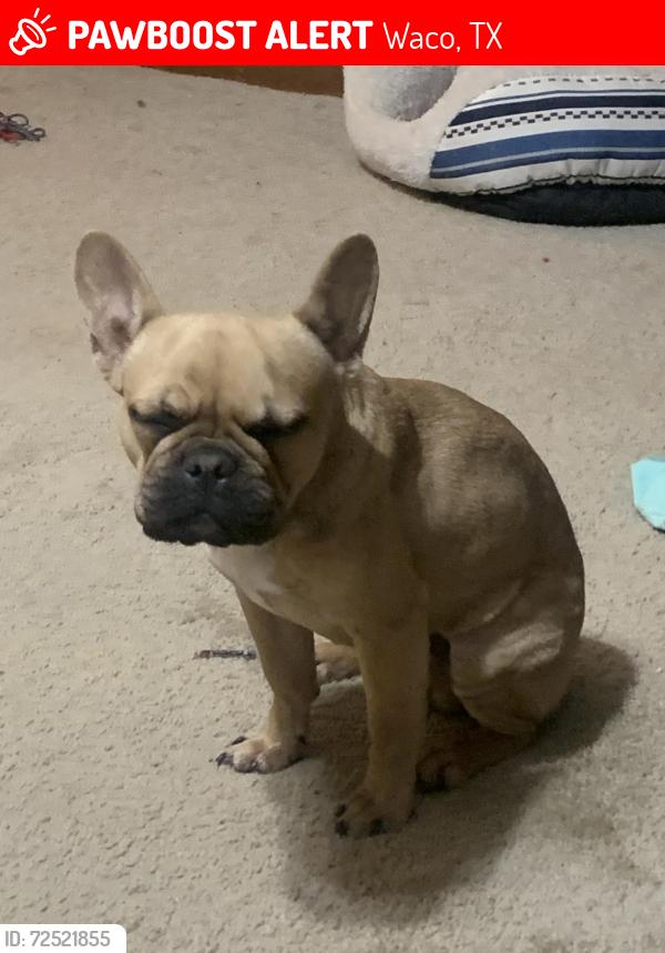 Lost Male Dog last seen Lakeshore Drive Between Wooded Acres & Hillcrest, Waco, TX 76710