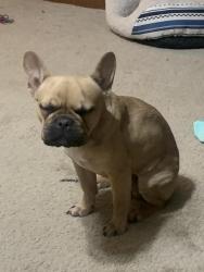 Lost Male Dog last seen Lakeshore Drive Between Wooded Acres & Hillcrest, Waco, TX 76710