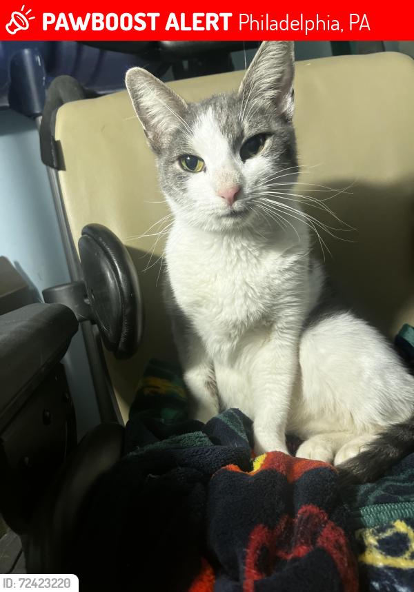 Lost Female Cat last seen Loring St & Cottage St near Forrest Elementary , Philadelphia, PA 19136