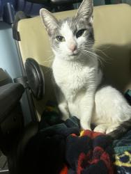 Lost Female Cat last seen Loring St & Cottage St near Forrest Elementary , Philadelphia, PA 19136
