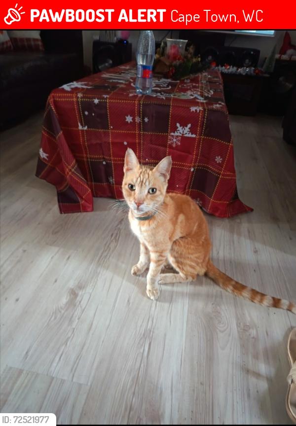 Lost Male Cat last seen Gie Road, Circle Road, Hunter Street , Cape Town, WC 7439