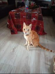 Lost Male Cat last seen Gie Road, Circle Road, Hunter Street , Cape Town, WC 7439