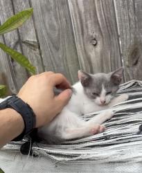 Lost Female Cat last seen Winston park 76th street and 127th Ave , Miami, FL 33183