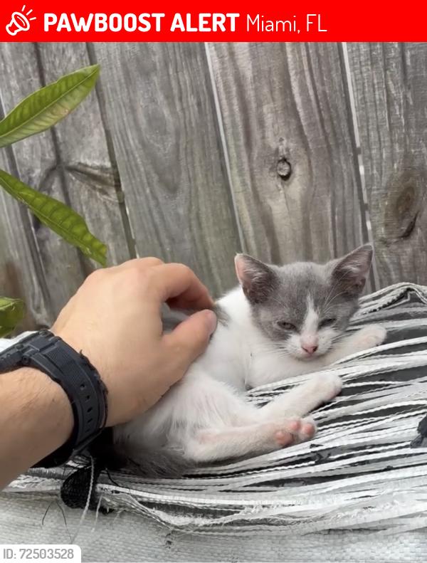 Lost Female Cat last seen Winston park 76th street and 127th Ave , Miami, FL 33183