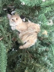 Lost Unknown Cat last seen Near E 450 N, St George, Utah, St. George, UT 84790