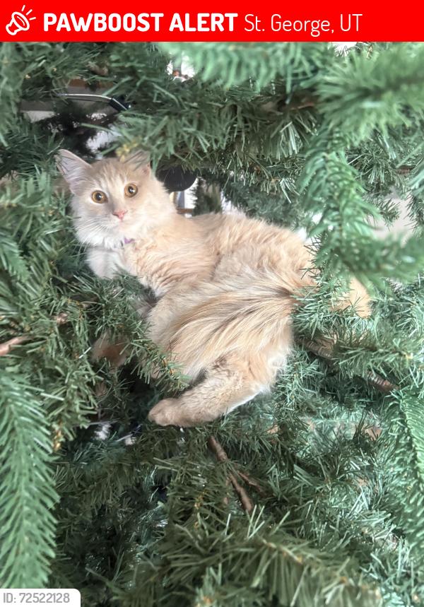 Lost Unknown Cat last seen Near E 450 N, St George, Utah, St. George, UT 84790