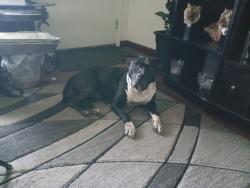 Lost Female Dog last seen I-240 and Miller , Oklahoma City, OK 73159