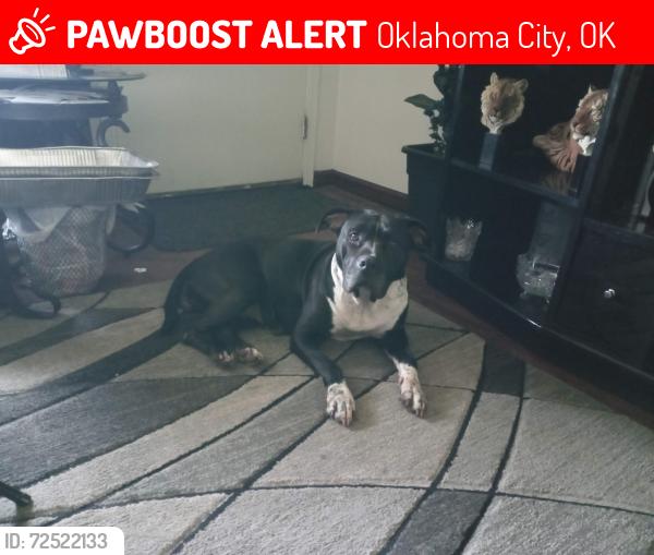 Lost Female Dog last seen I-240 and Miller , Oklahoma City, OK 73159