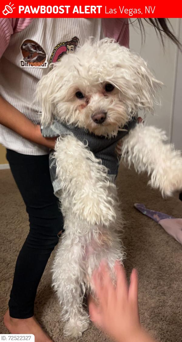 Lost Male Dog last seen Cedar st and 28st , Las Vegas, NV 89104