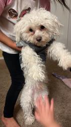 Lost Male Dog last seen Cedar st and 28st , Las Vegas, NV 89104