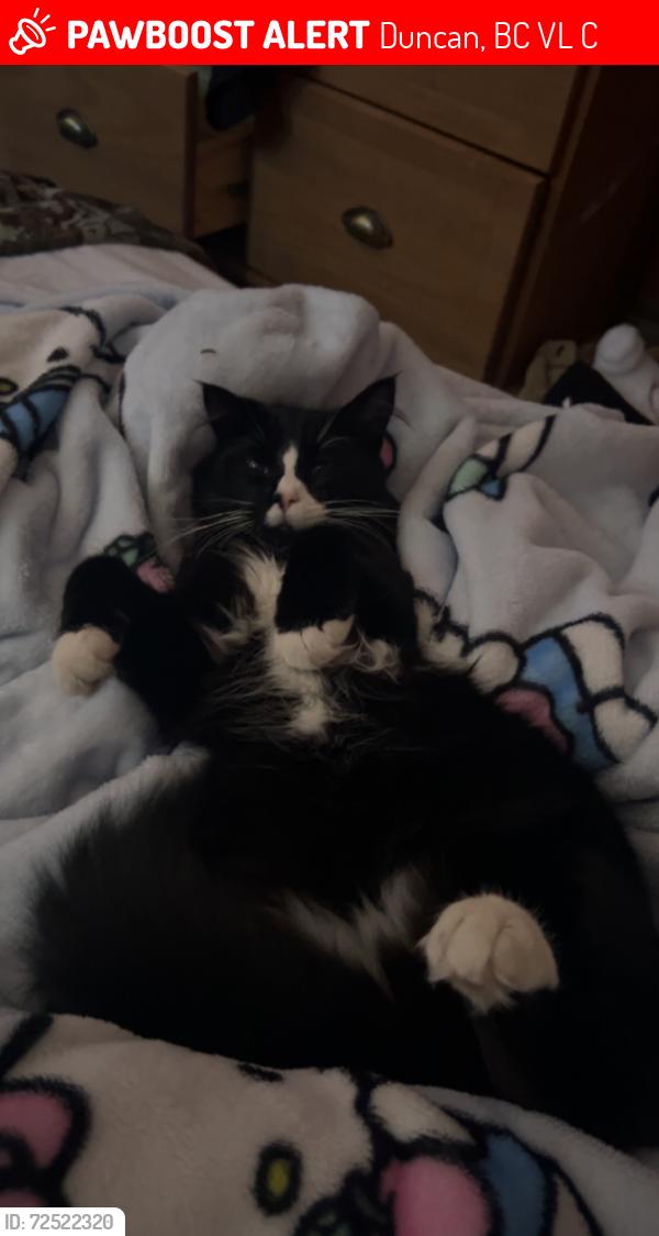 Lost Male Cat last seen Jaynes st, Duncan, BC V9L 3C1