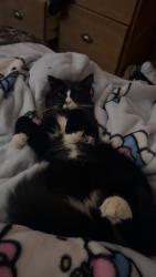 Lost Male Cat last seen Jaynes st, Duncan, BC V9L 3C1