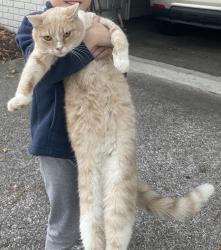 Lost Male Cat last seen Off Wood Valley/ Tibbs road , Dalton, GA 30720