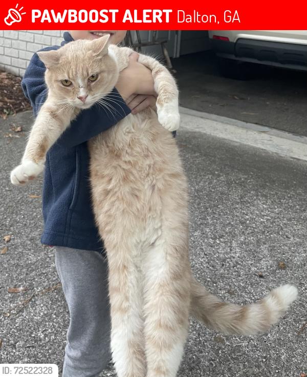 Lost Male Cat last seen Off Wood Valley/ Tibbs road , Dalton, GA 30720
