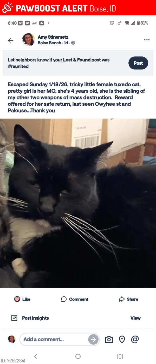 Lost Female Cat last seen Palouse and Owyhee St, Boise, ID 83705