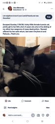 Lost Female Cat last seen Palouse and Owyhee St, Boise, ID 83705