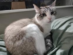 Lost Male Cat last seen Block Dr. and Cornerstone Dr. by the Leasing Office of Brookstone & Terrace apmts, Irving, TX 75038