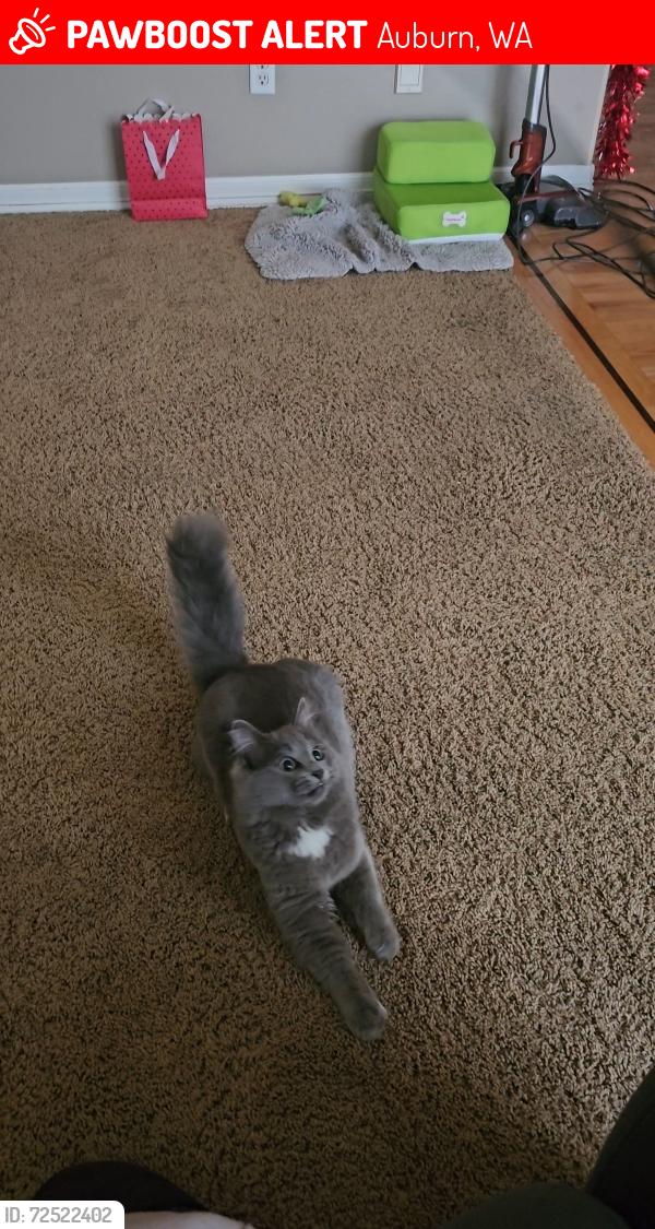 Lost Male Cat last seen Lea Hill elementary school , Auburn, WA 98092
