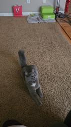 Lost Male Cat last seen Lea Hill elementary school , Auburn, WA 98092