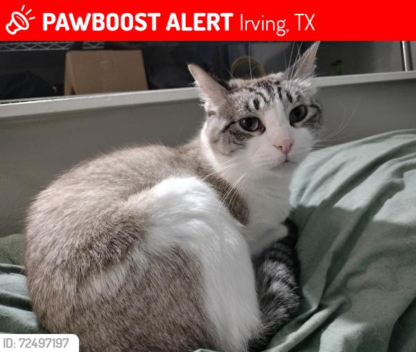 Lost Male Cat last seen Block Dr. and Cornerstone Dr. by the Leasing Office of Brookstone & Terrace apmts, Irving, TX 75038