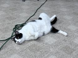 Lost Unknown Cat last seen Moore, Jackson, Cage, Pharr, TX 78577