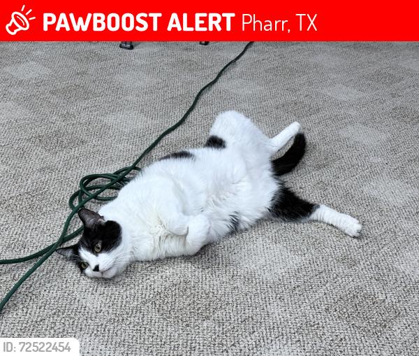 Lost Unknown Cat last seen Moore, Jackson, Cage, Pharr, TX 78577