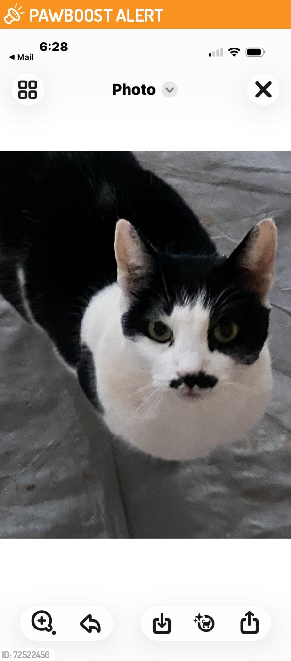 Found/Stray Unknown Cat last seen Holly Springs Fire Department , Spartanburg County, SC 29365