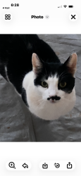 Found/Stray Unknown Cat last seen Holly Springs Fire Department , Spartanburg County, SC 29365