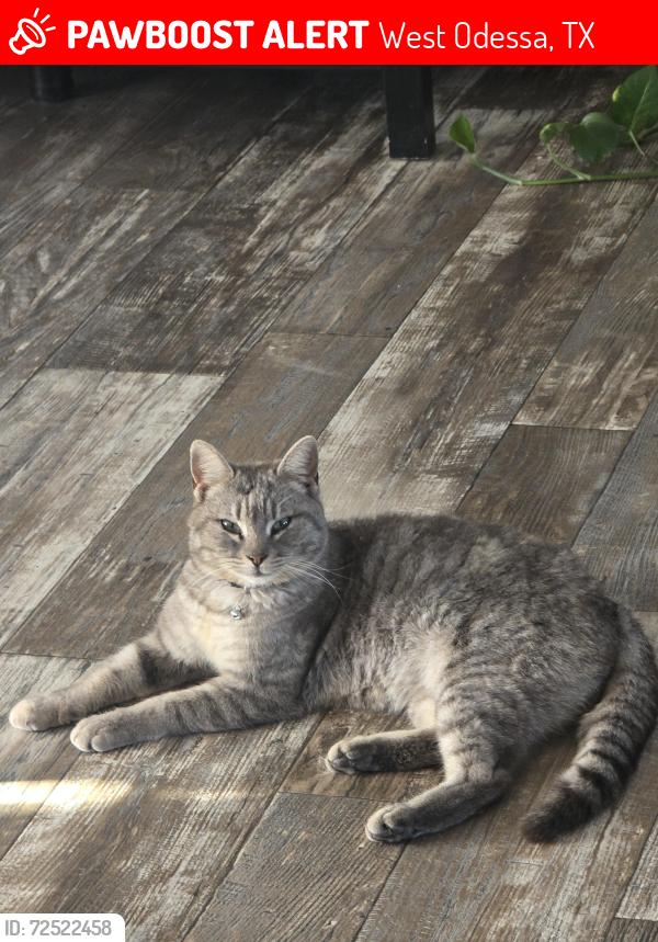 Lost Female Cat last seen Pagoda st. Odessa Tx, West Odessa, TX 79763