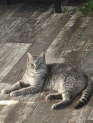 Lost Female Cat last seen Pagoda st. Odessa Tx, West Odessa, TX 79763