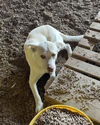 Lost Male Dog last seen German Rd and Slinker Rd, Little Rock, AR 72206