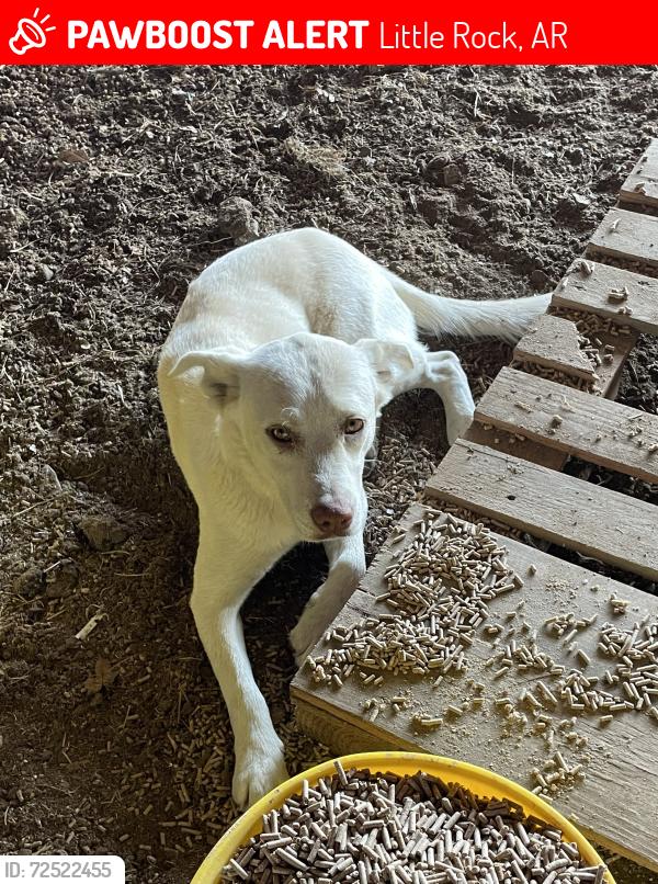 Lost Male Dog last seen German Rd and Slinker Rd, Little Rock, AR 72206