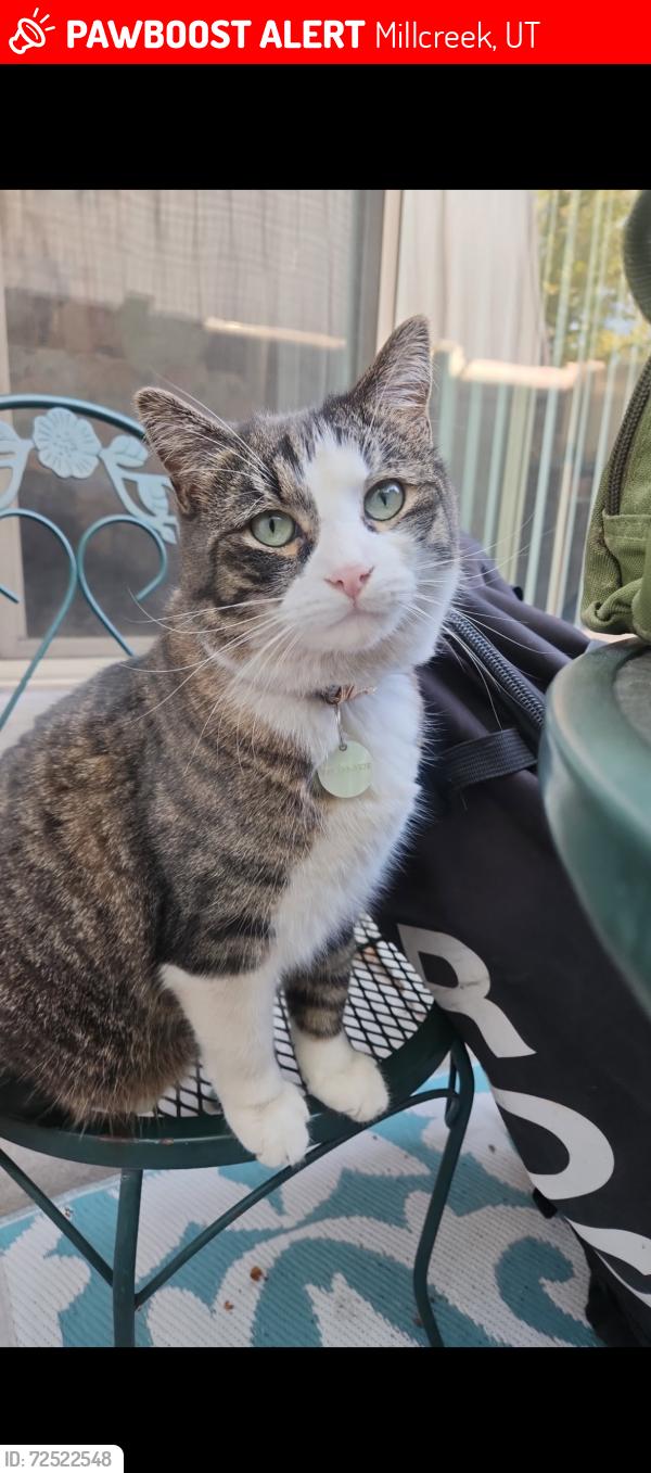 Lost Male Cat last seen Near s 900 e Millcreek utah, Millcreek, UT 84124