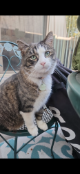 Lost Male Cat last seen Near s 900 e Millcreek utah, Millcreek, UT 84124