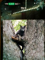 Lost Male Cat last seen Doe run, Kenton county animal shelter , Kenton County, KY 41017