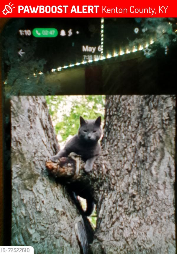 Lost Male Cat last seen Doe run, Kenton county animal shelter , Kenton County, KY 41017