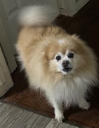 Lost Male Dog last seen Channelview , Channelview, TX 77530