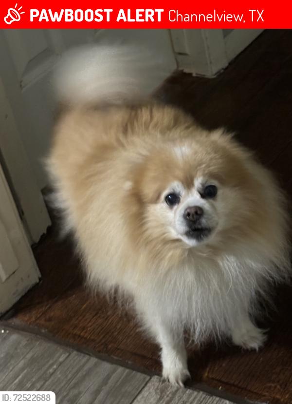Lost Male Dog last seen Channelview , Channelview, TX 77530