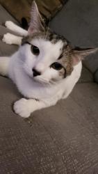 Lost Male Cat last seen Delao lane and Canada Goose Rd, Brooksville, FL 34614