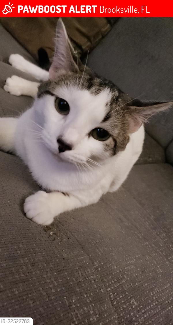 Lost Male Cat last seen Delao lane and Canada Goose Rd, Brooksville, FL 34614