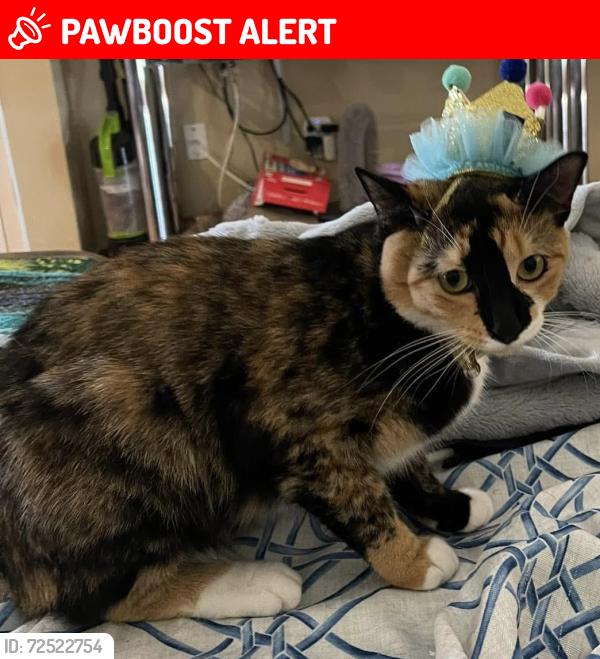 Lost Female Cat last seen Soprano and Boaboadilla streets, Highlands County, FL 33872
