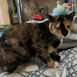 Lost Female Cat last seen Soprano and Boaboadilla streets, Highlands County, FL 33872
